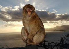 Gibraltar Monkey