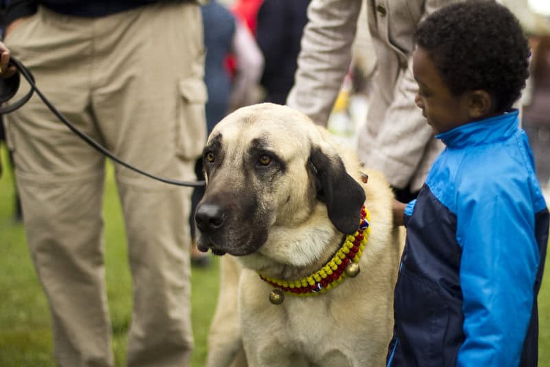 2011 10 02 09730 Washington Dc Turkish Festival