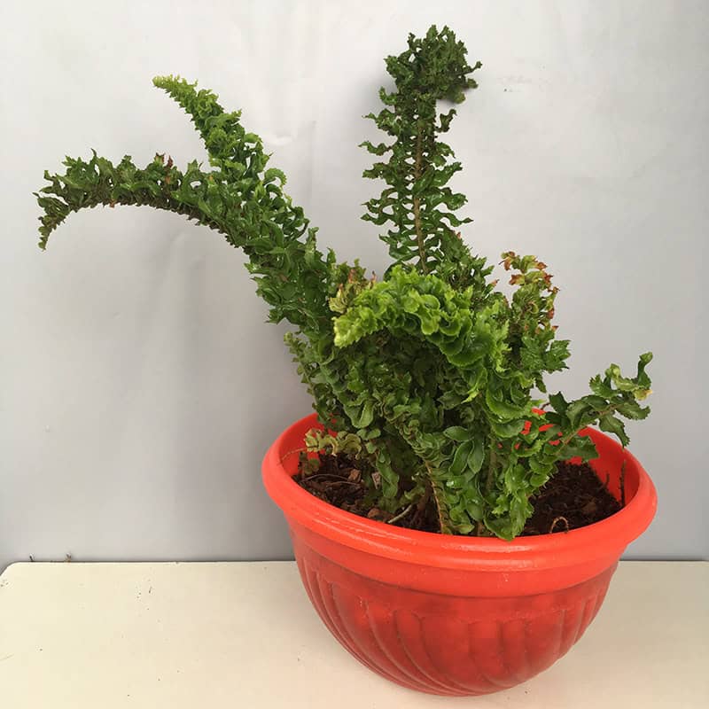 Boston Fern (nephrolepis Exaltata)