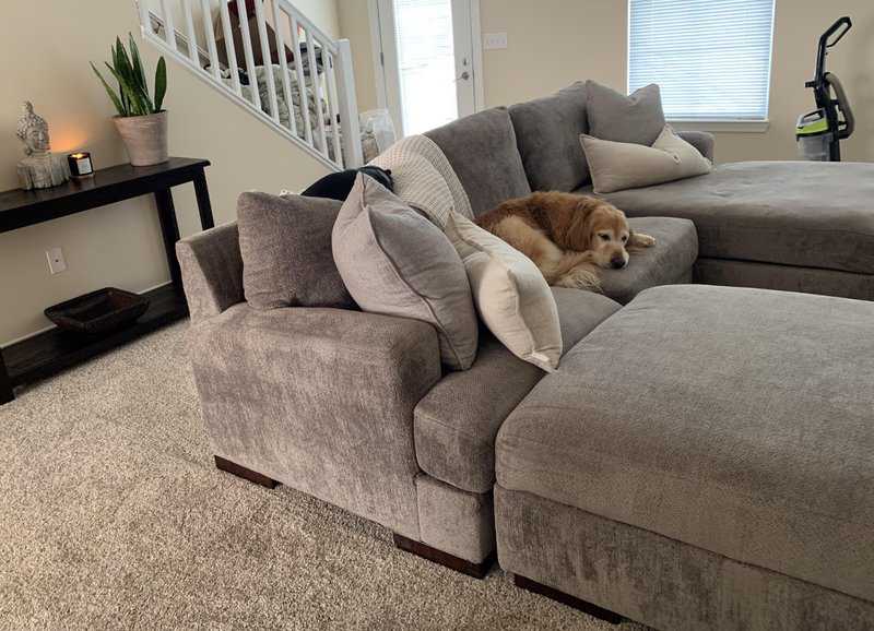 How to Keep Your Home Clean With Pets: Tips for Every Room