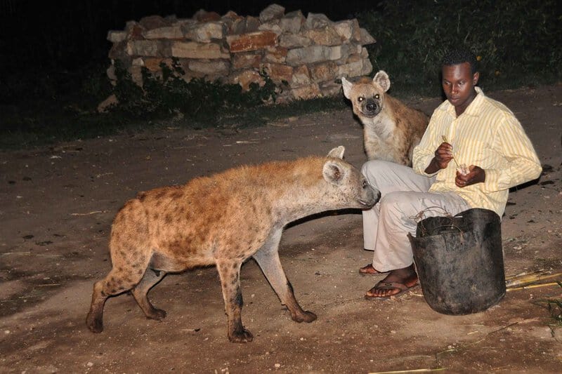 Feeding Wild Hyena