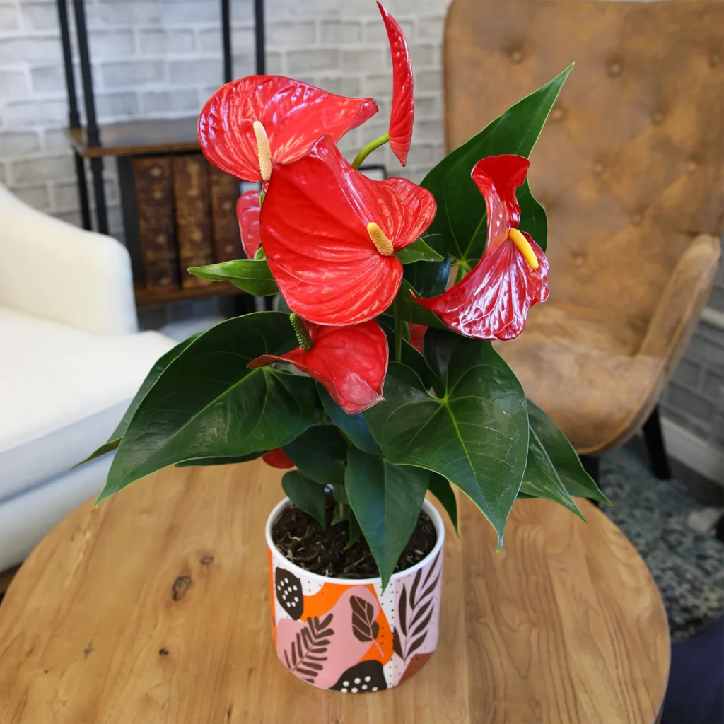 Anthurium (flamingo Flower)