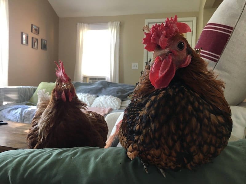 Bringing A Rooster