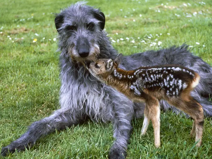 Deerhound