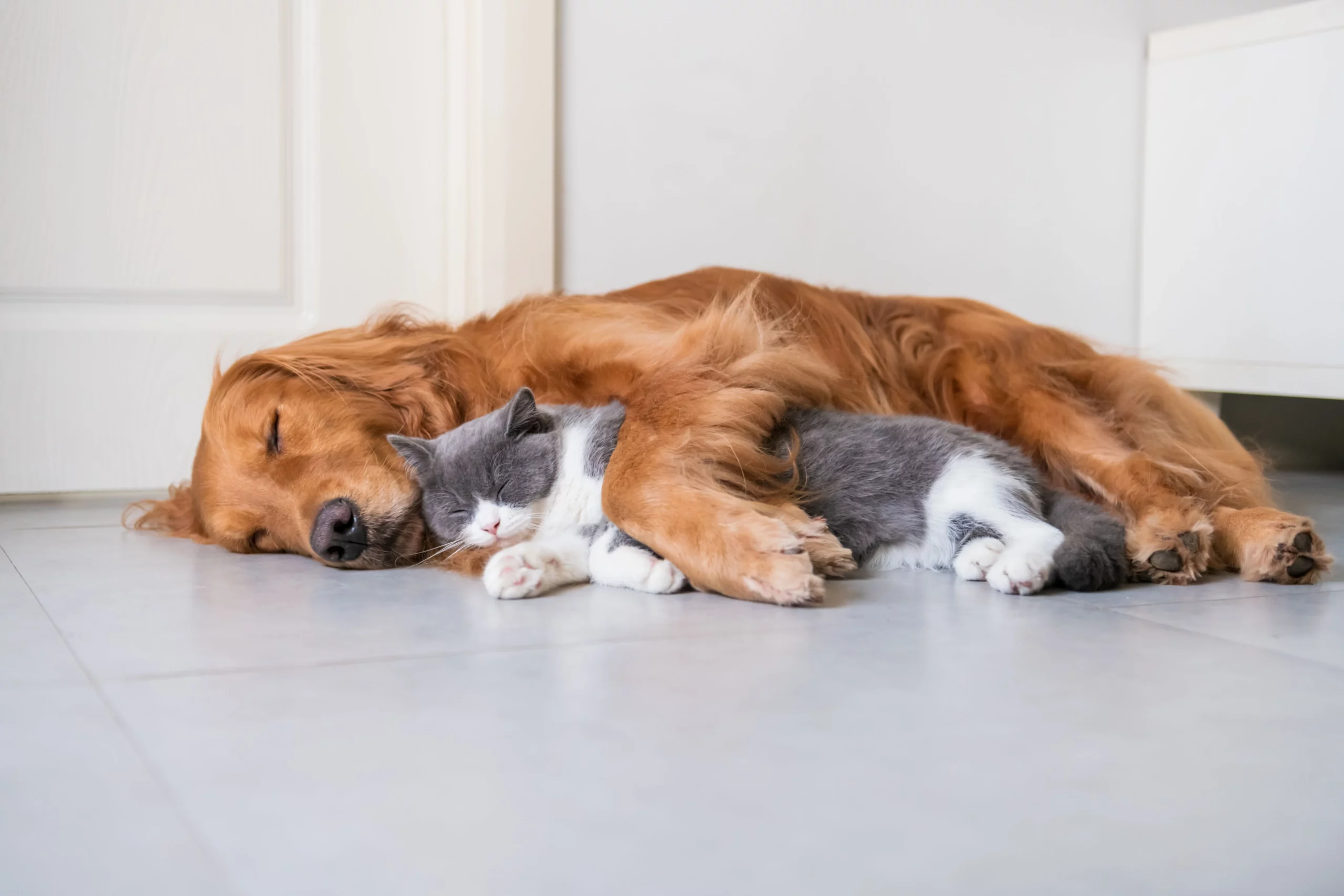 Real Stories: 25 Dog Breeds that Get Along with Cats and Other Pets