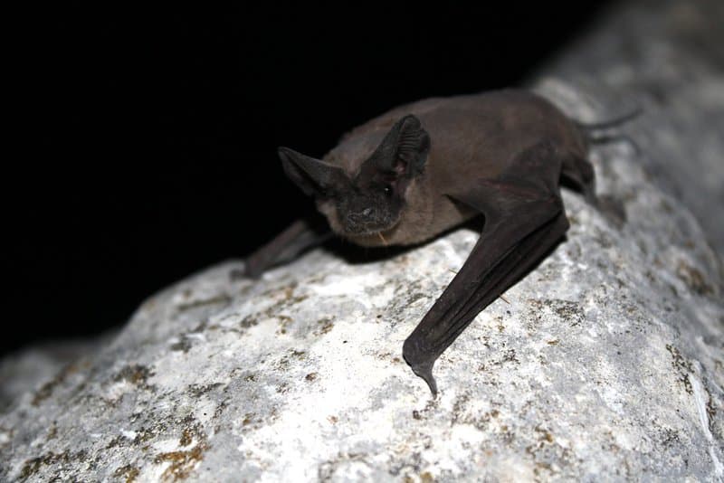 Mexican Free Tailed Bat