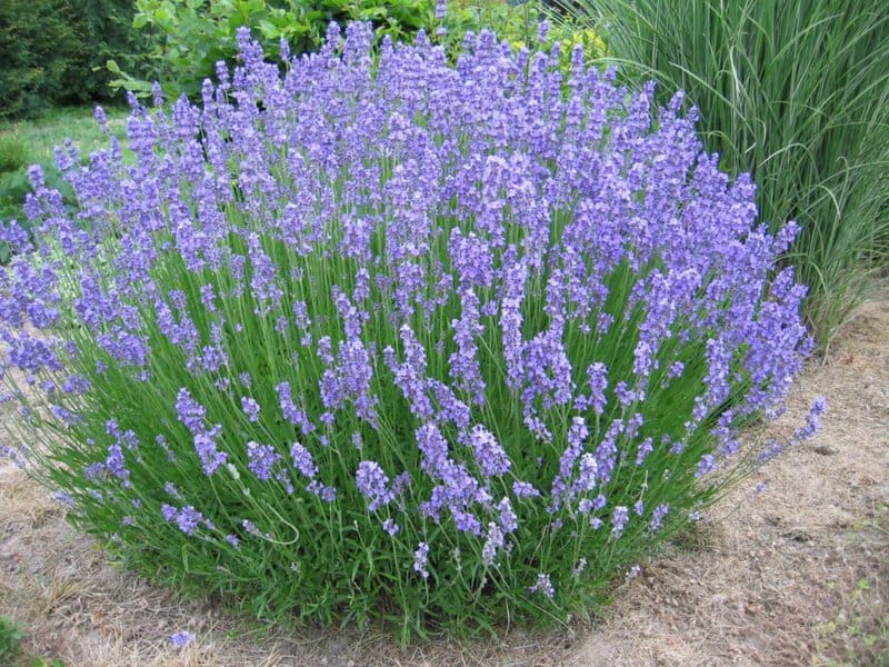 Lavandula Lavender 1024x768