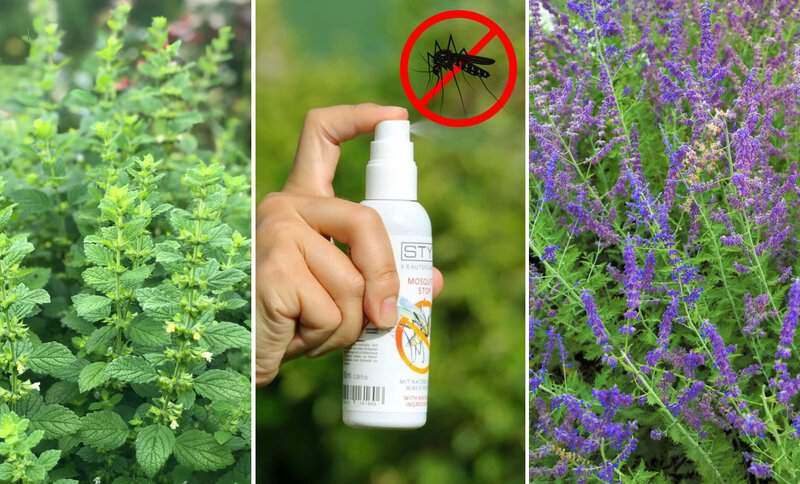 No More Bug Spray: 37 Plants That Do the Pest Control for You