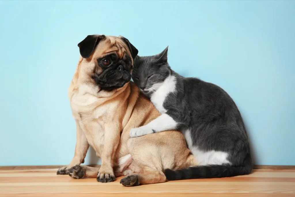 Pug And Cat Hugging