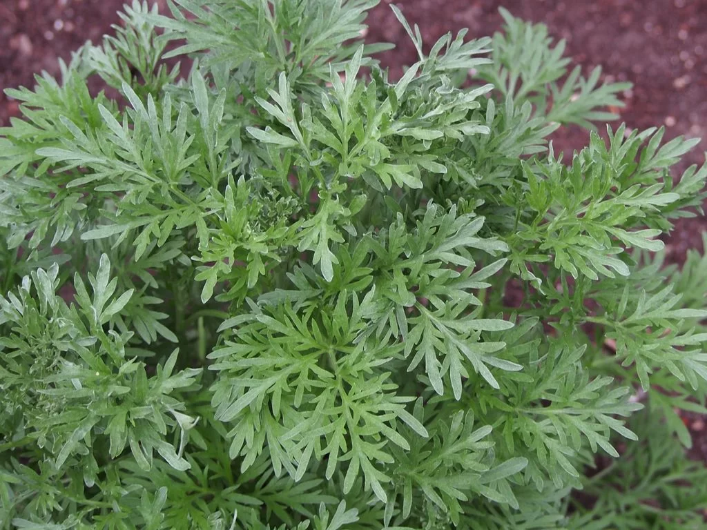 Wormwood Artemisia Absinthium