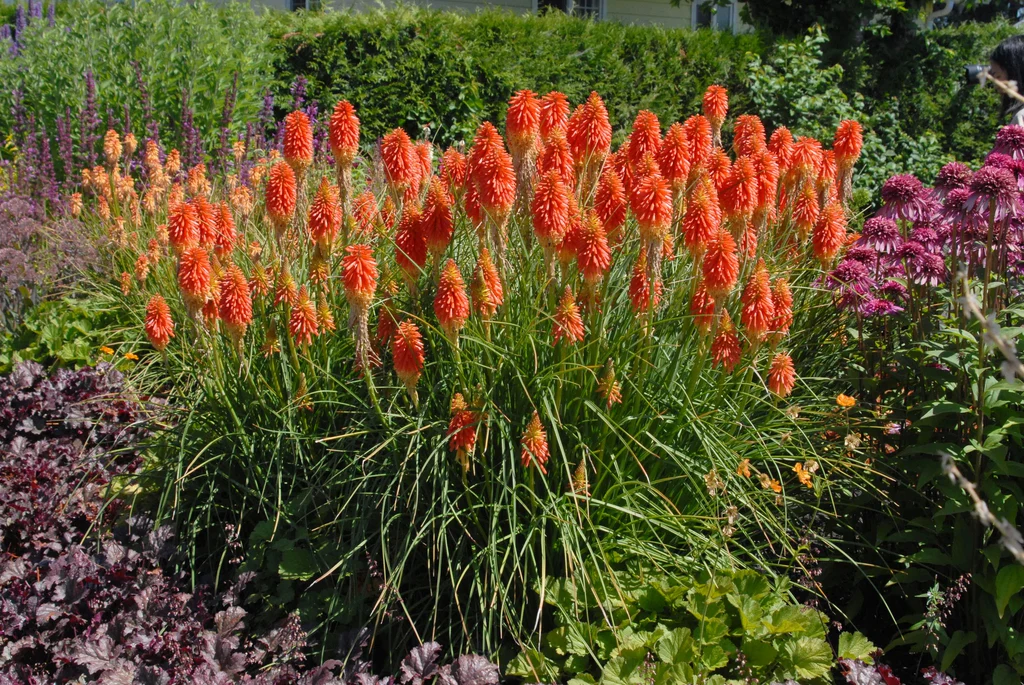 Red Hot Poker (kniphofia)