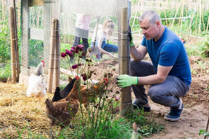 Shared Chicken Coops