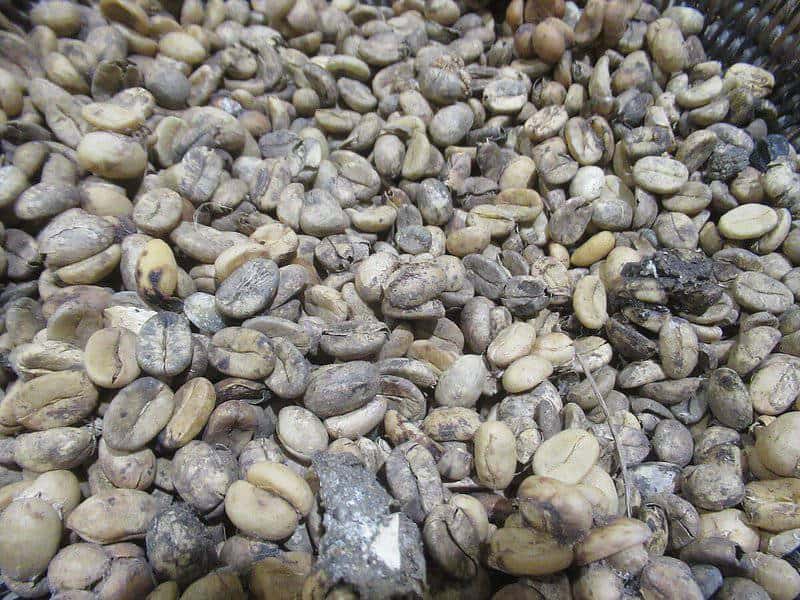 9. Kopi Luwak - Indonesia
