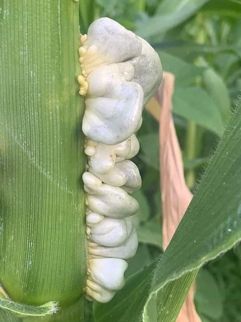 11. Huitlacoche - Mexico