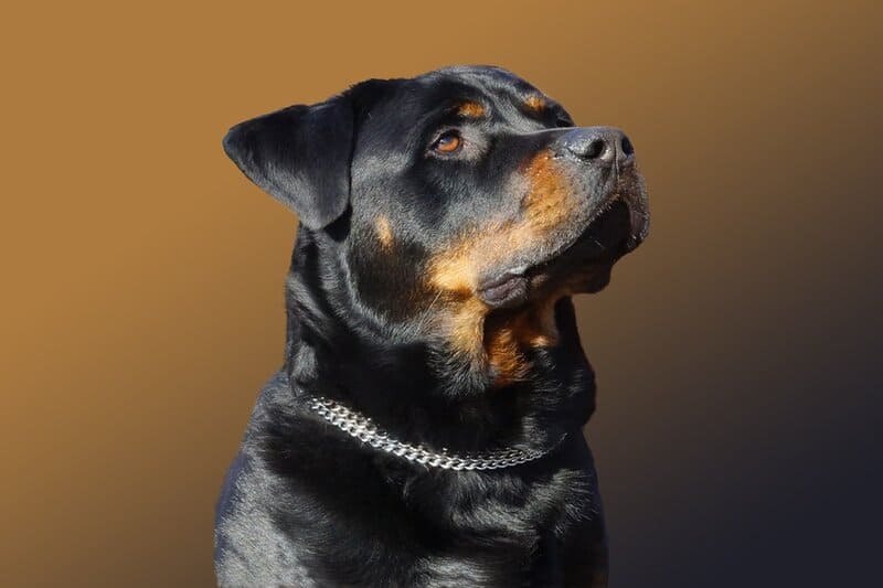 Rottweiler Sam