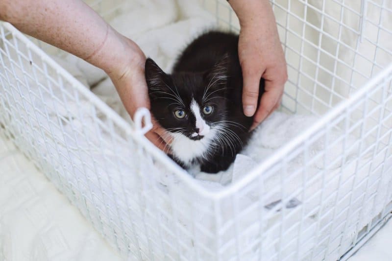 11. Pet Emergency Plan