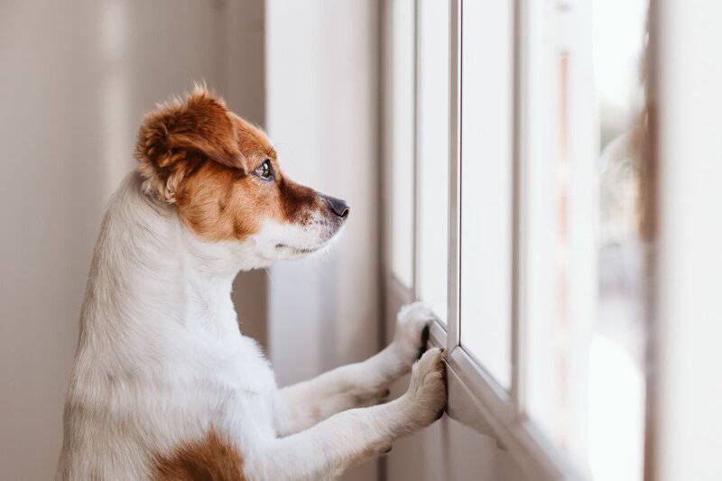 6. Pet Restrictions