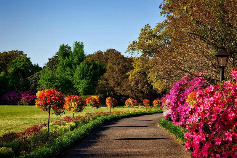 6. Azaleas: Spring to Summer