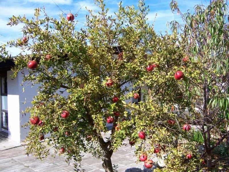 Bf0a7c44e1f5ece74d32c170e5043521