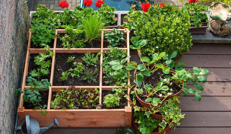 Top 10 Vegetables to Grow in Small Urban Spaces: A Guide for Modern Gardeners