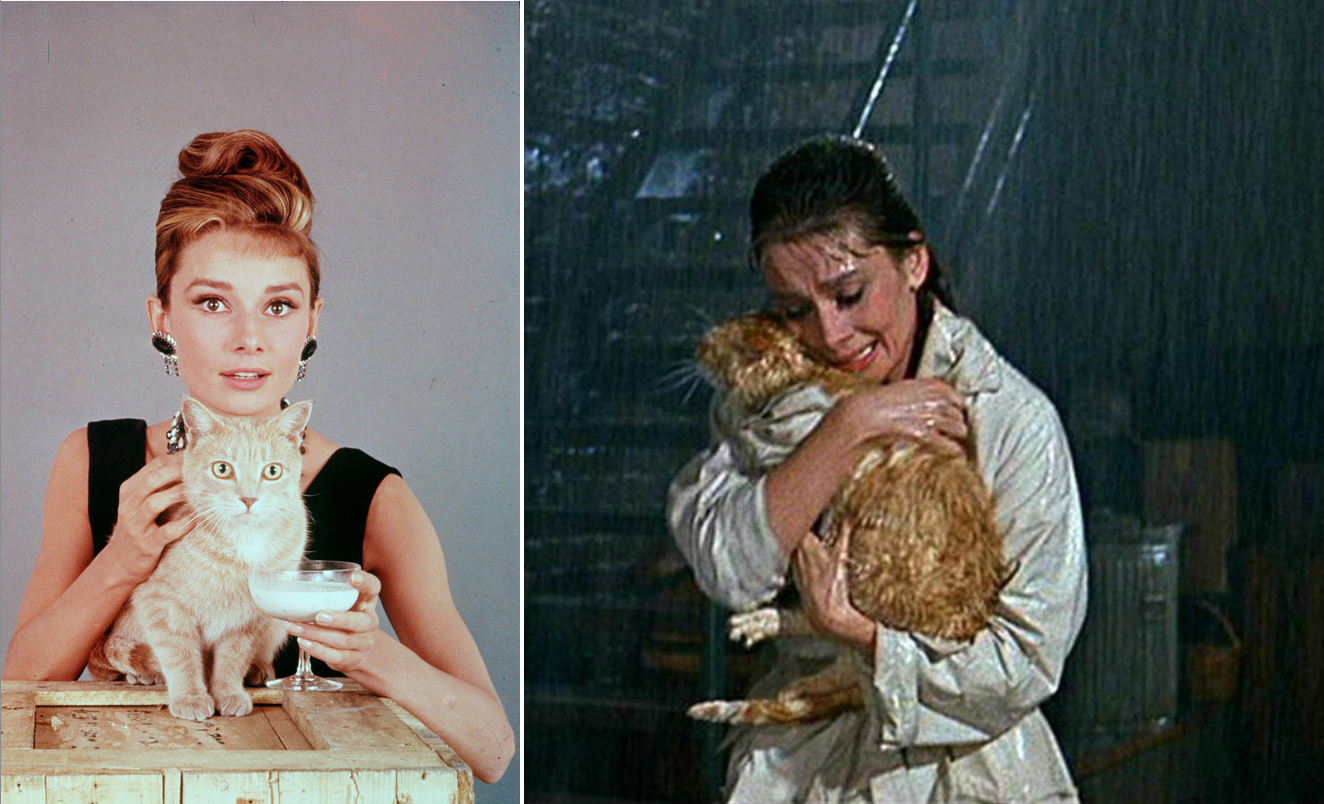 Unforgettable Animal Stars: 28 Screen Legends That Captivated Us