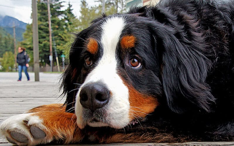 Bernese Mountain Dog.
