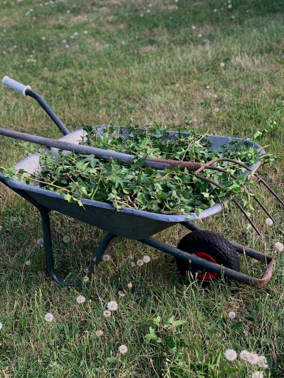 Free photo of photo of a wheelbarrow with green leaves