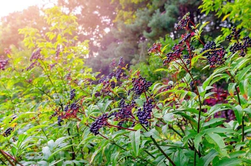 Growing Elderberries 1024x678