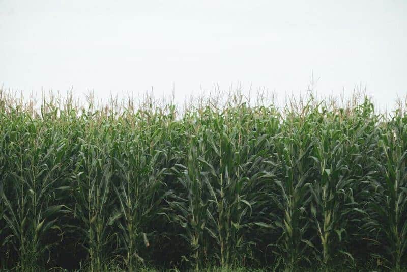 Choose Your Vegetables