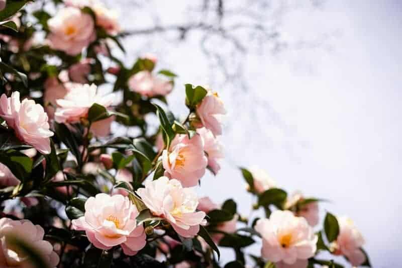 7. Camellias: Evergreen Elegance