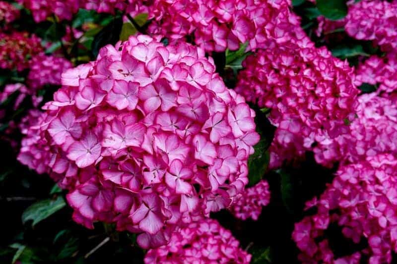 1. Hydrangeas: The Summer Showstopper
