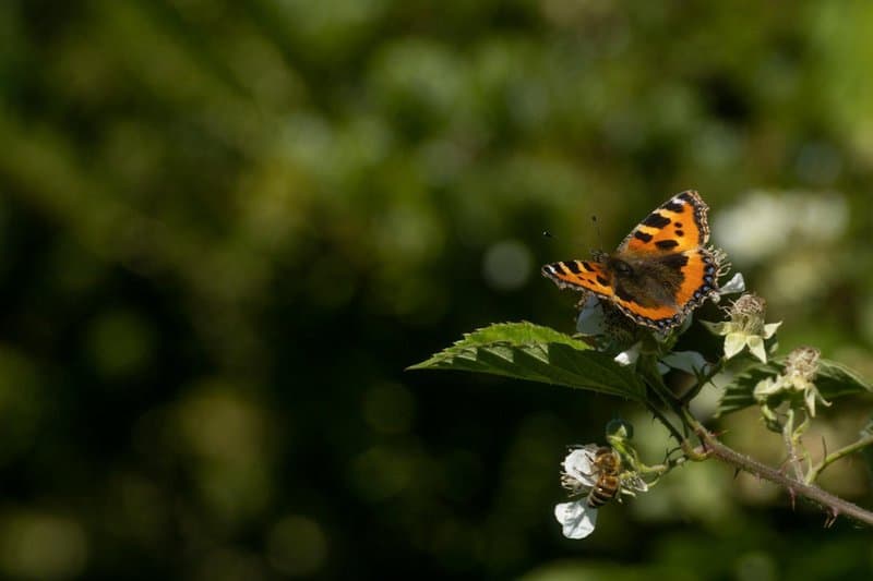 3. Butterfly Bush: Nectar Haven