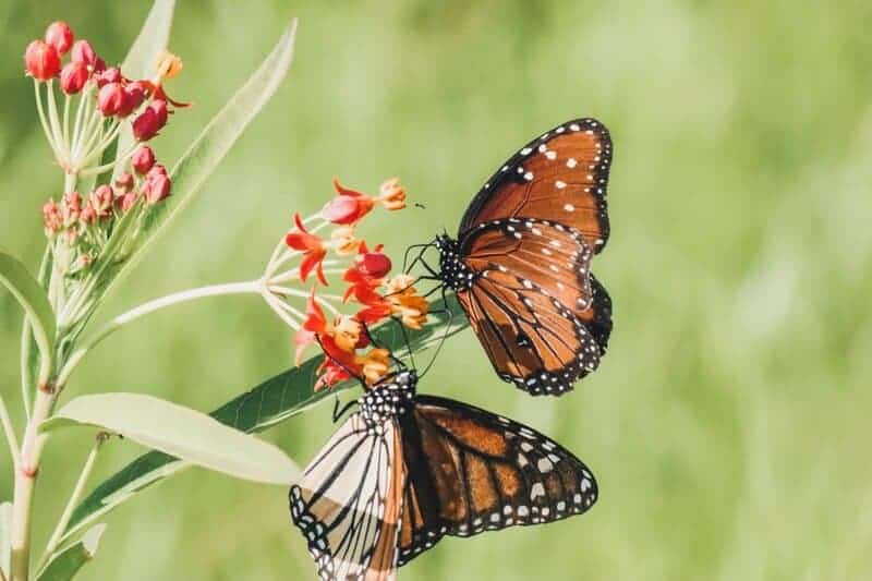 2. Milkweed (Asclepias)