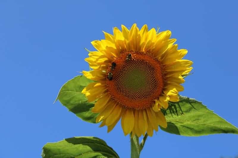 5. Sunflower (Helianthus annuus)