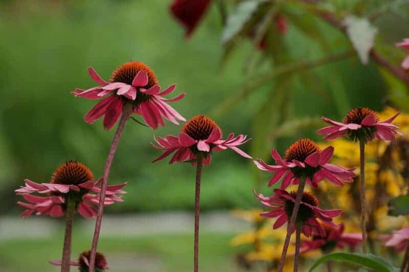 1. Purple Coneflower (Echinacea purpurea)