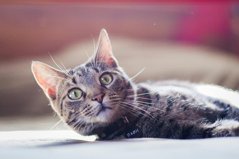 These Are the 10 Most Popular Cat Names in the US, According to a New Report