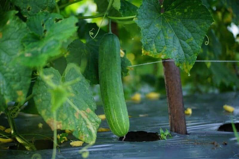 9. Cucumbers