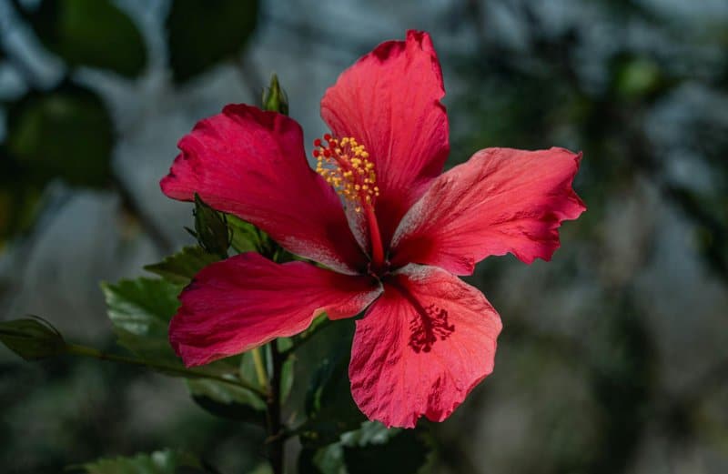 2. Hibiscus: Tropical Flair