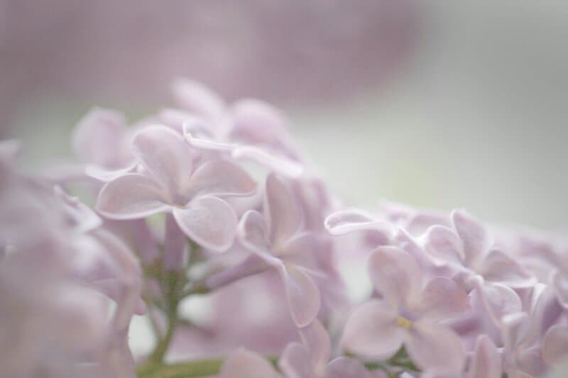 5. Lilacs: Fragrant Beauty