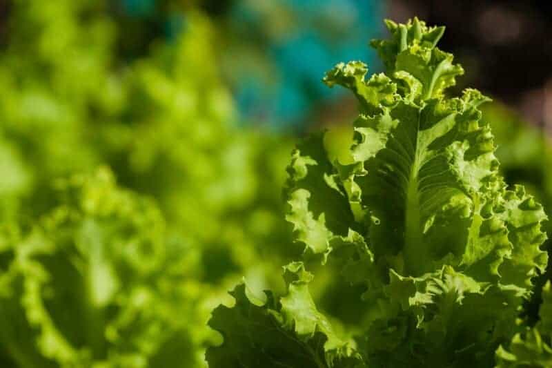 4. Lettuce