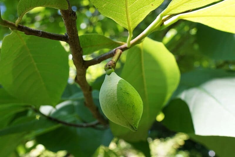 1024px asimina triloba (paw paw) (35706714266)