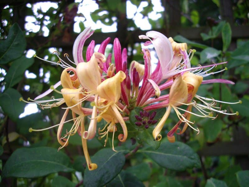 2652605336 4e2e5512d5 b