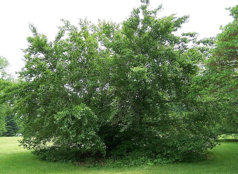American beech fagus grandifolia