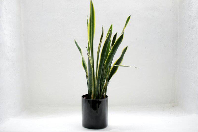 4. Snake Plant