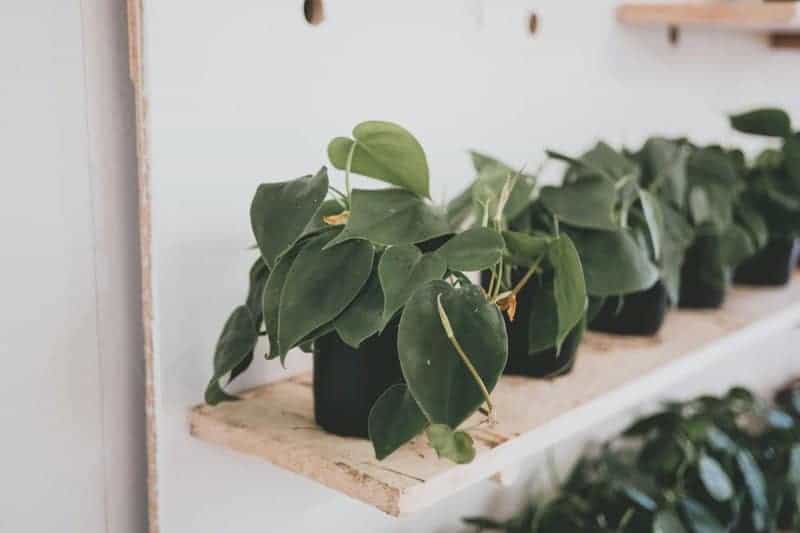 11. Heartleaf Philodendron