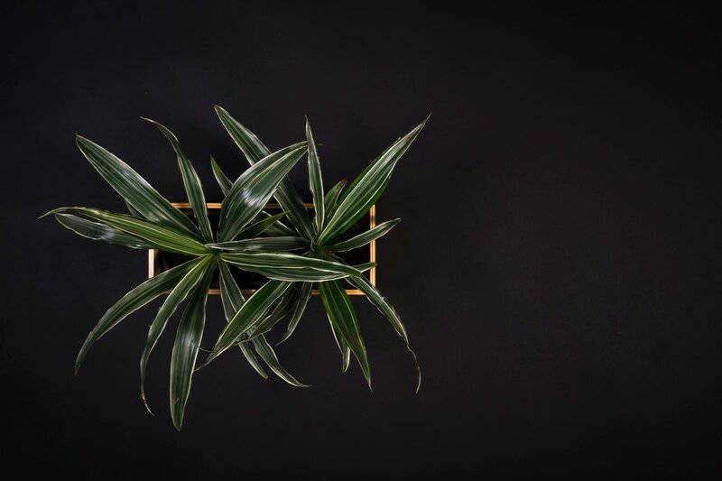 14. Dracaena