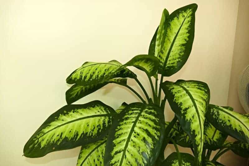 15. Chinese Evergreen