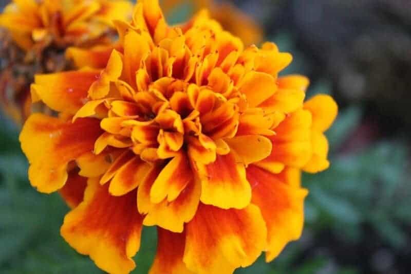 7. Marigold (Tagetes)