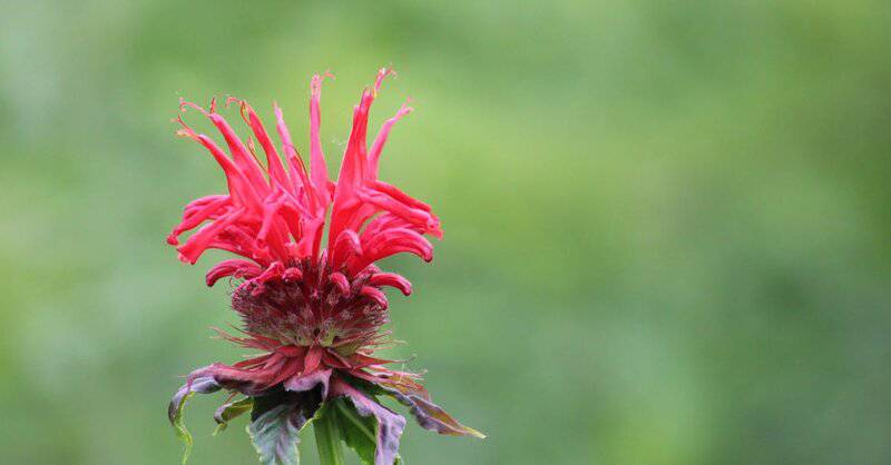 14. Bee Balm (Monarda)