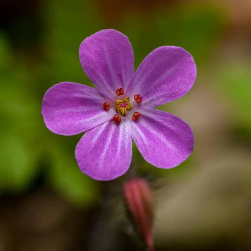 19. Herb Robert (Geranium robertianum)